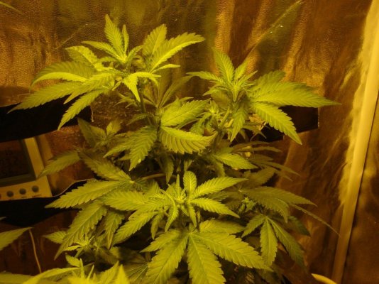RD's winter DWC grow