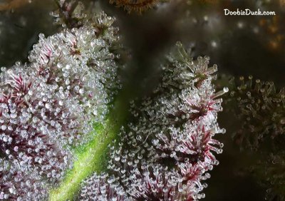 DoobieDuck's Macro Cannabis Images