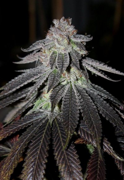 New Strains - Seattle Crime Lab - Testing