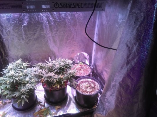 Autoflower Guy Looking To Get Into Some Photos.