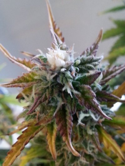 Nk's Winter Breeding Project
