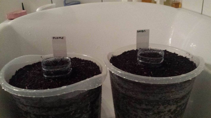 Anubis & Purple Day 1 - After Flushing.jpg