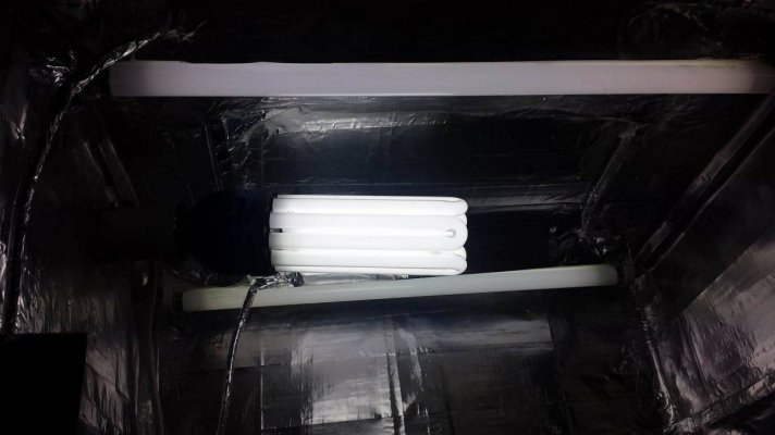 2 x T8 6500k 18w FL & Grow 5U 6400k 125w CFL = 8,480 lumens.jpg