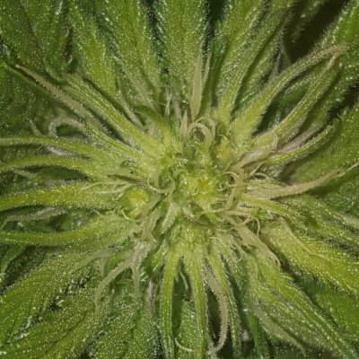 Pure Ghost Og (cv), Sour Bubble (bog), Sour Grapes (bog)