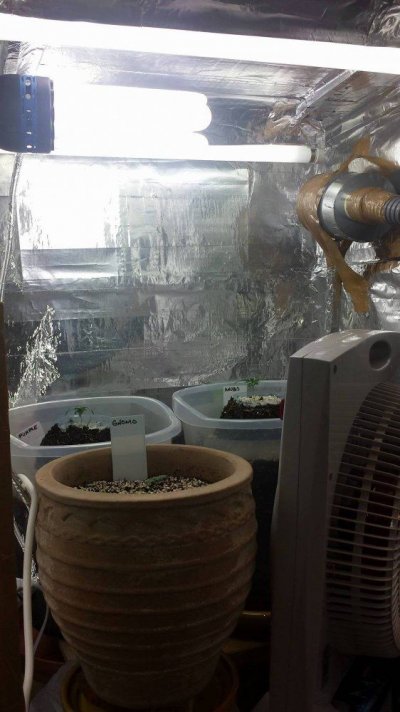 Grow Room raised up 51cm approximately 34cm from lights- Day 14 (2).jpg