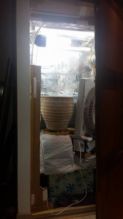 Grow Room raised up 51cm approximately 34cm from lights- Day 14 (4).jpg
