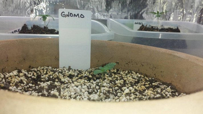 Gnomo - Day 5.jpg