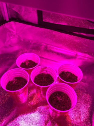 finally-growing-for-the-first-time-canna-coco-6.jpg