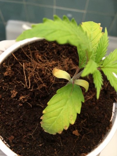 finally-growing-for-the-first-time-canna-coco-13.jpg