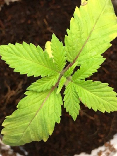 finally-growing-for-the-first-time-canna-coco-14.jpg