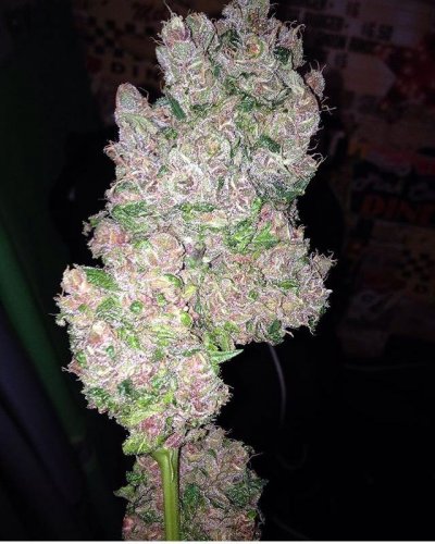 Let's See Your Frostiest Flowers