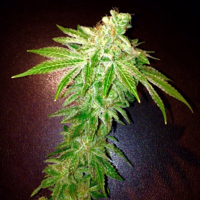 Let's See Your Frostiest Flowers