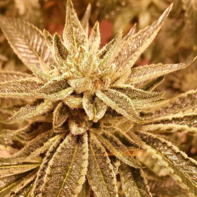 Blue Power Grow Log