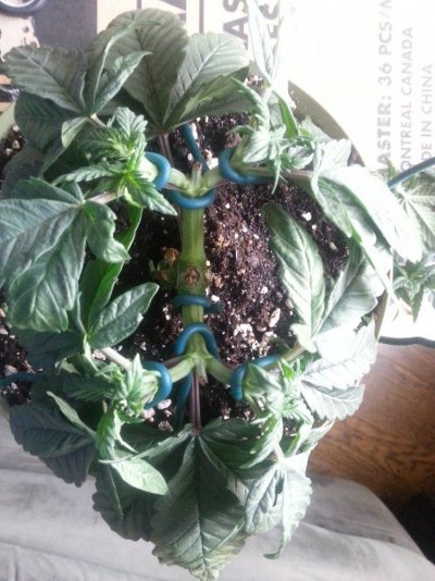 Nk's Winter Breeding Project