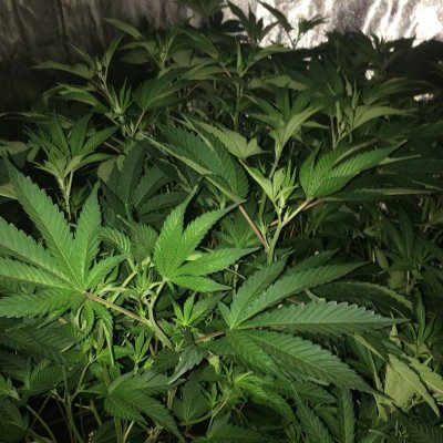 Rg420's Secret Gardens