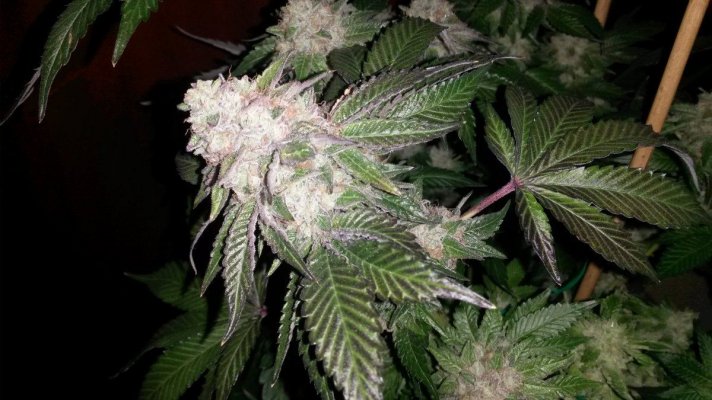 The Uk Awesome Member And Growers Thread