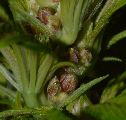 Breeding for whorls