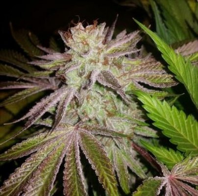 The Uk Awesome Member And Growers Thread