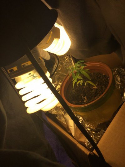 Why Is My Plant Growing Slow?
