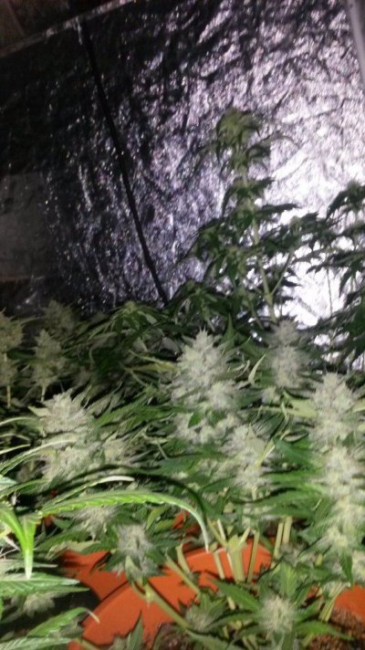 Few Shots Auto Berry Bomb, Cash Crop, Sweet Tooth