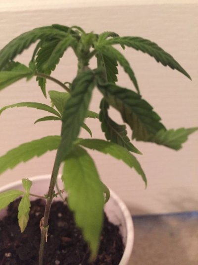 Help! New Leaf Twisting
