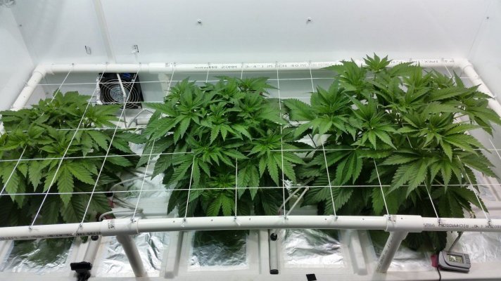 Humbolts New Black D.o.g. Strain  Scrog Bcnl Cabinet Grow.