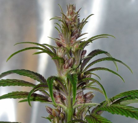 Breeding for whorls