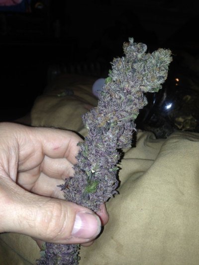 Let's See Your Frostiest Flowers