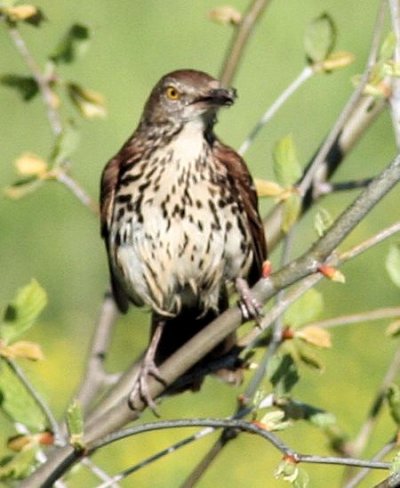mystery bird2.jpg