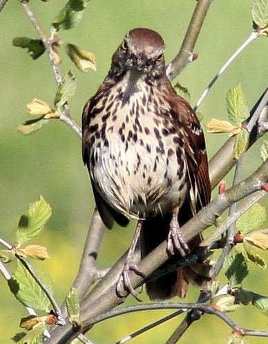 mystery bird 3 sassy.jpg