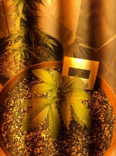 Need Help With Autos