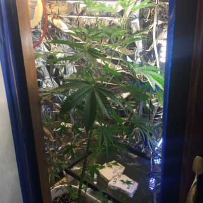 I Could Use Some Growers To Chat With.