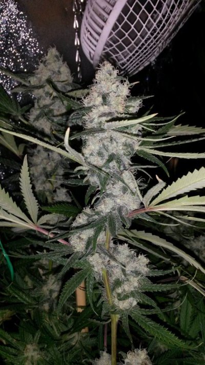 The Uk Awesome Member And Growers Thread