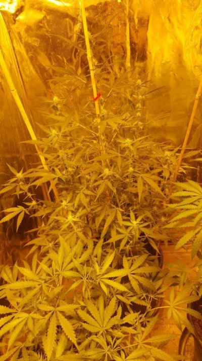 Autoflower To Nute Or Not To Nute