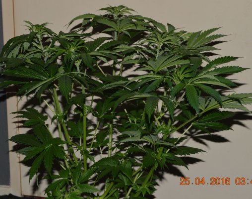 Breeding for whorls