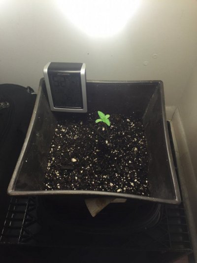 purple-strainbag-seed125-watt-cfl-closet-grow-3.jpeg