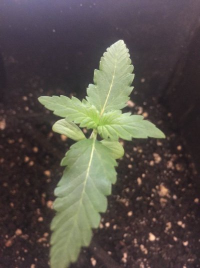 purple-strainbag-seed125-watt-cfl-closet-grow-4.jpeg