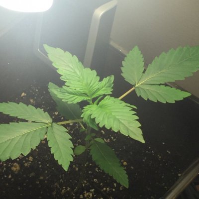 purple-strainbag-seed125-watt-cfl-closet-grow-9.jpeg