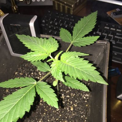 purple-strainbag-seed125-watt-cfl-closet-grow-10.jpeg