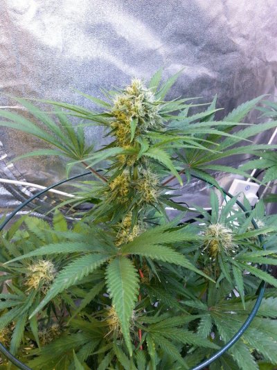 The Uk Awesome Member And Growers Thread