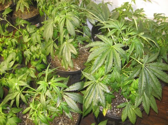 Nlb.a And Sugarblkrose.a Crossed By Bfg's Landshark And Medplant  1st Looks