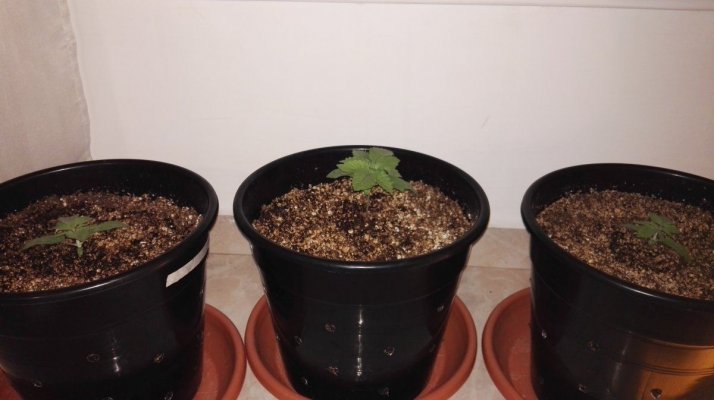 #1 Indoor Grow- White Widow