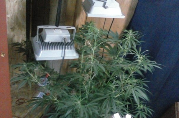 Harvesting And Curing