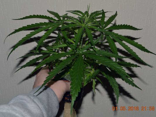Breeding for whorls