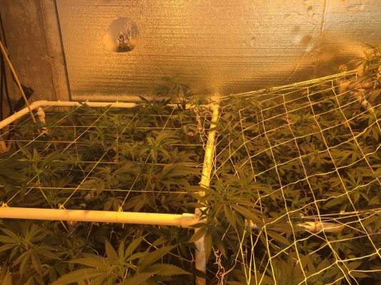 4400 Watts 78 Plants What Yall Think