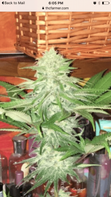 Let's See Your Frostiest Flowers