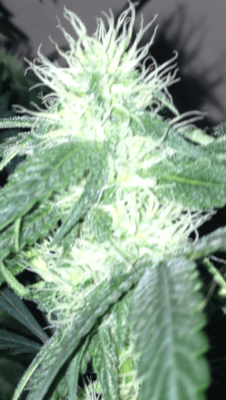 Let's See Your Frostiest Flowers