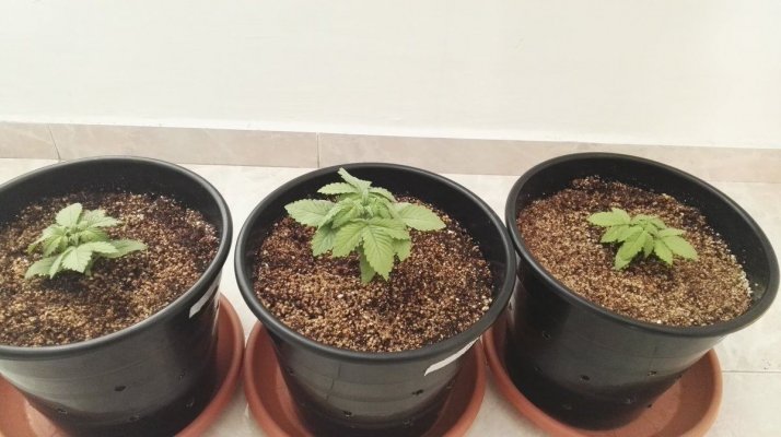 #1 Indoor Grow- White Widow
