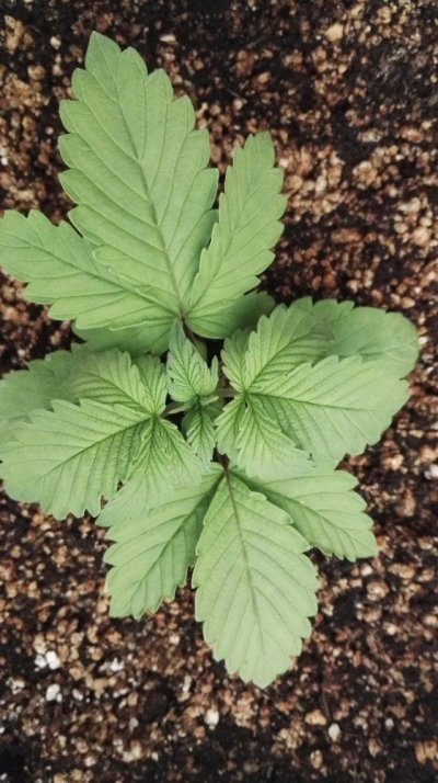 #1 Indoor Grow- White Widow