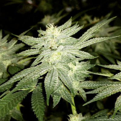 aloha folks...infinite euphoria